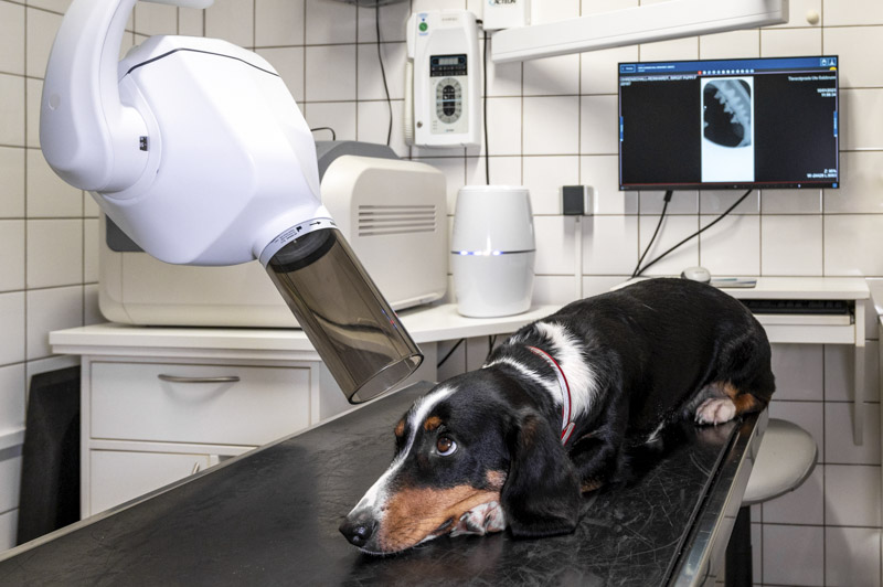 Dentalröntgen in der Tierarztpraxis Salzbrunn
